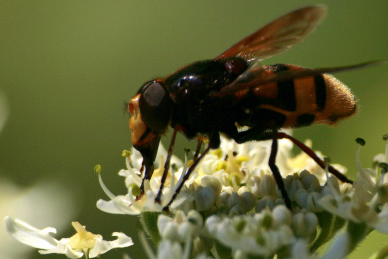 délicieux nectar