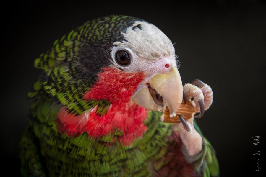 Delicious Almond