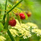 Delikatesse im Wald