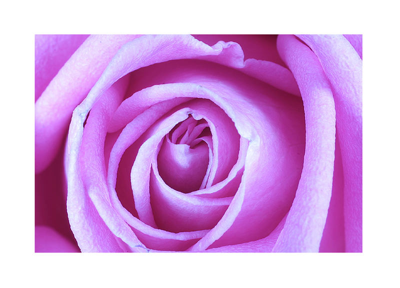 Delirose