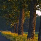 Delitzsch, Bäume bei Sonnenaufgang