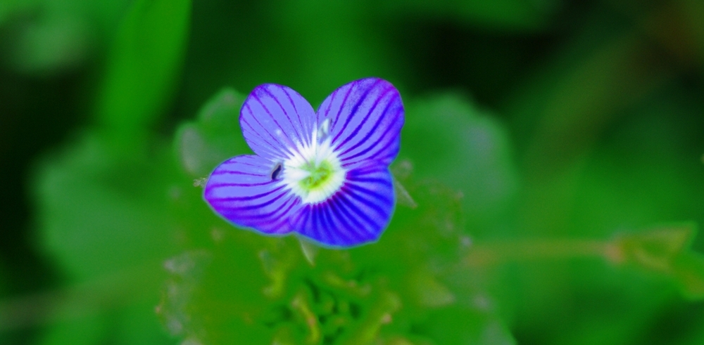 Della serie i colori della primavera