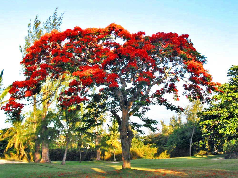 Delonix regia