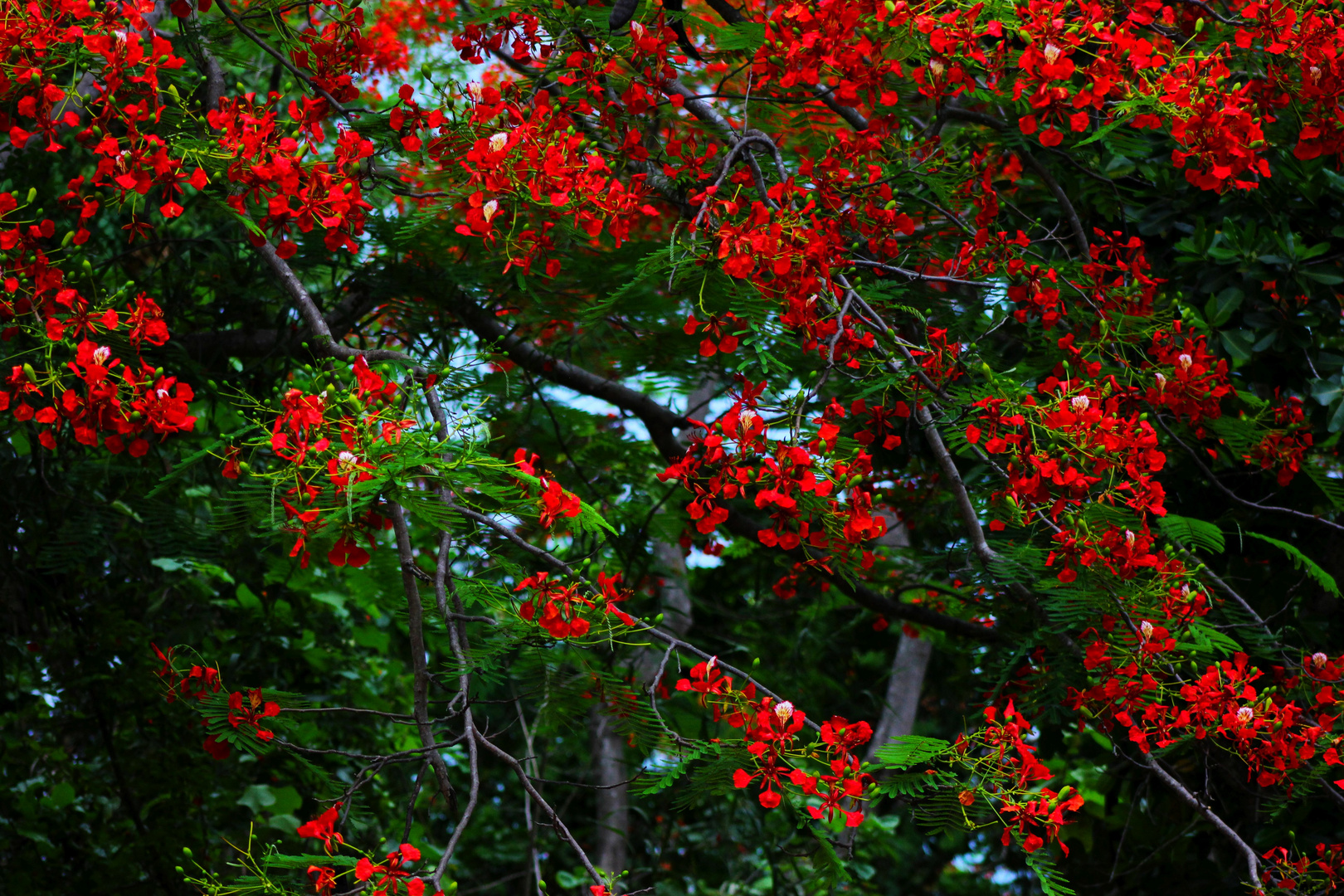 Delonix regia, Alec Fong Lim Drive, East Point