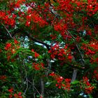 Delonix regia, Alec Fong Lim Drive, East Point