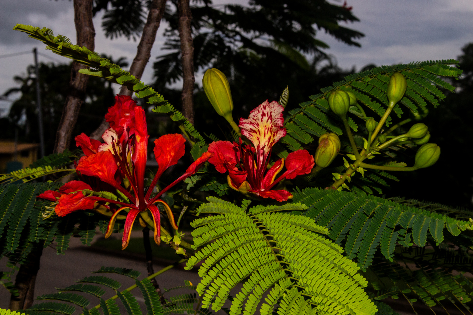 Delonix regia