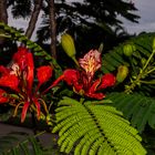 Delonix regia