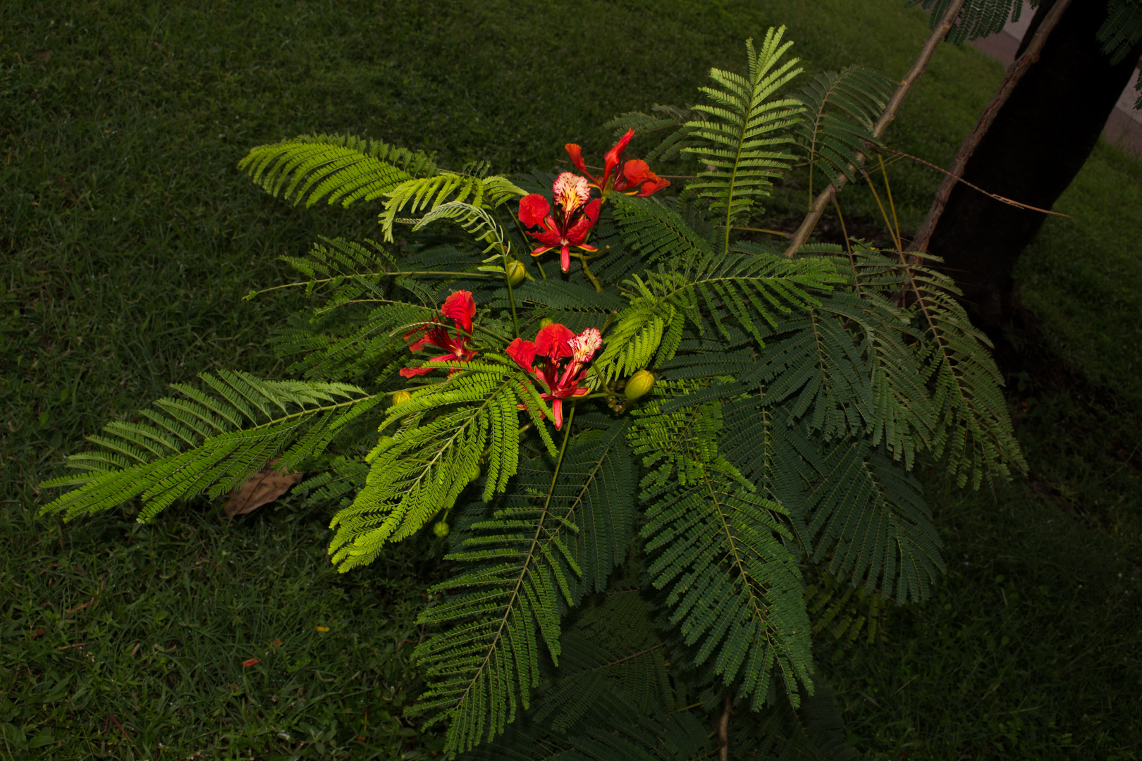 Delonix regia