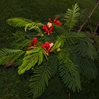 Delonix regia