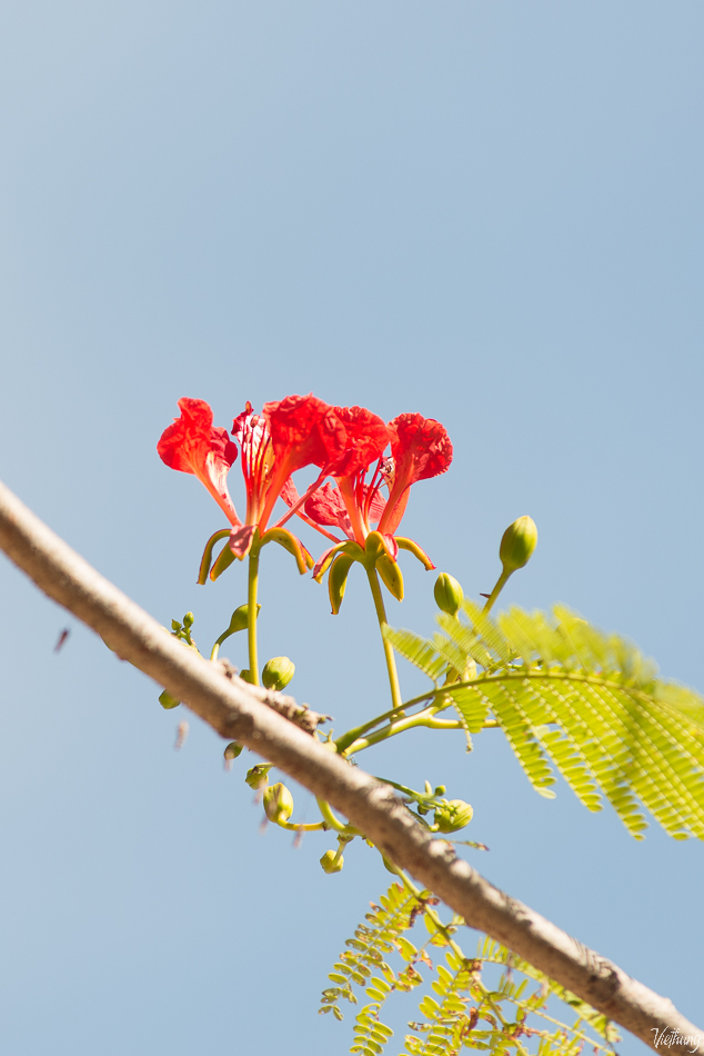 Delonix regia