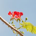 Delonix regia