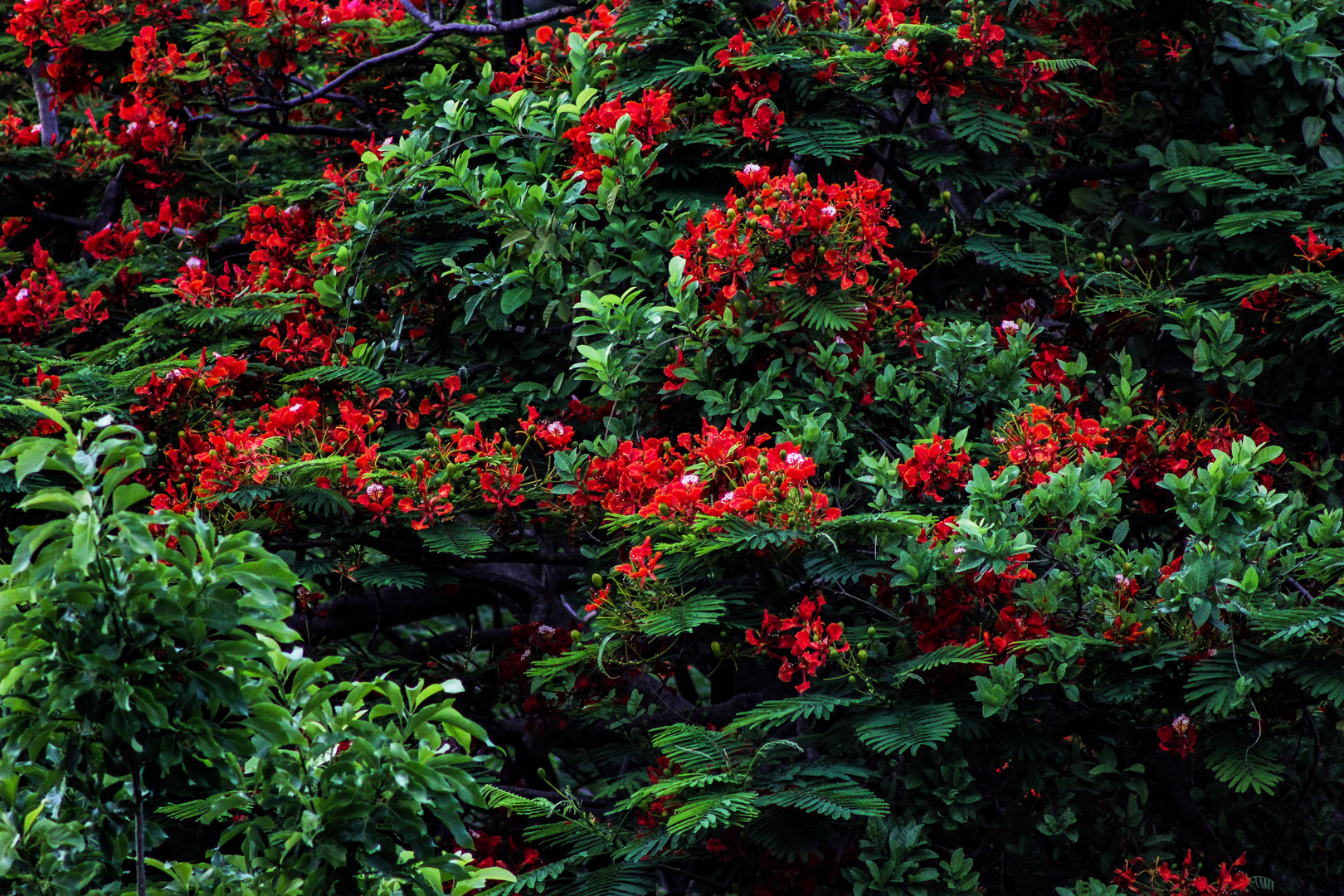 Delonix regia II