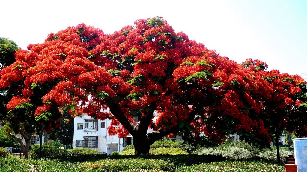 DELONIX REGIA TREE