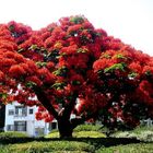 DELONIX REGIA TREE