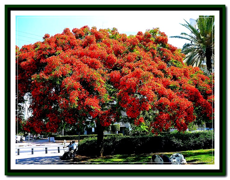 DELONIX REGIA TREE-NETANYA