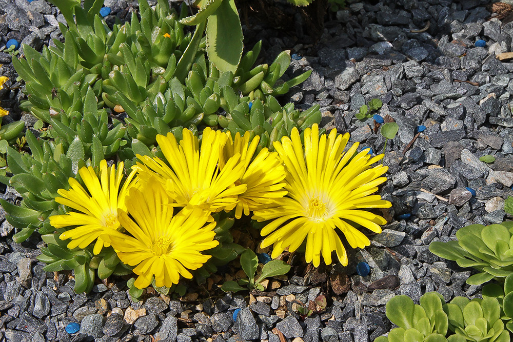 Delosperma congestum