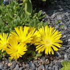 Delosperma congestum