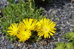 Delosperma congestum