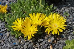 Delosperma congestum