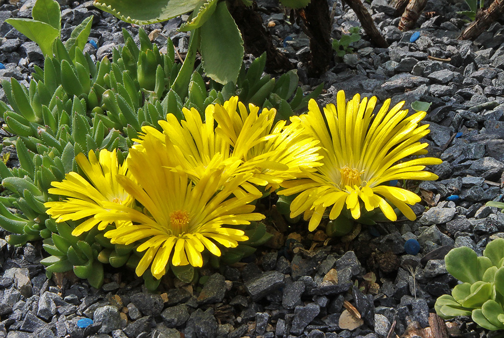 Delosperma congestum