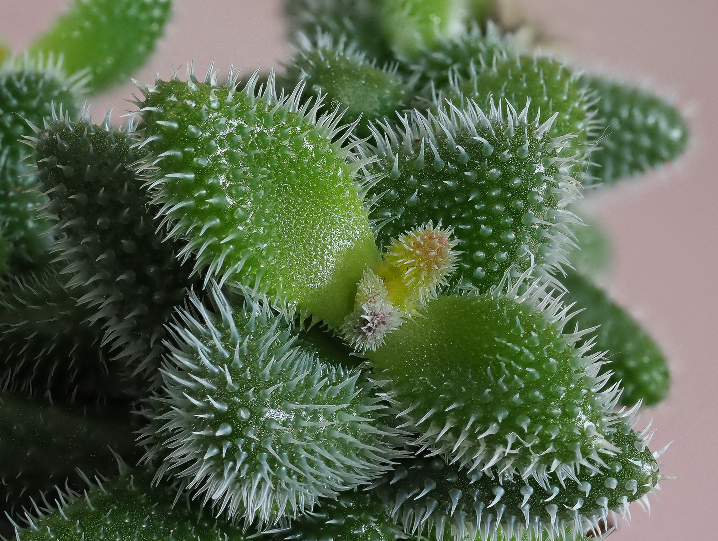 Delosperma Echi.