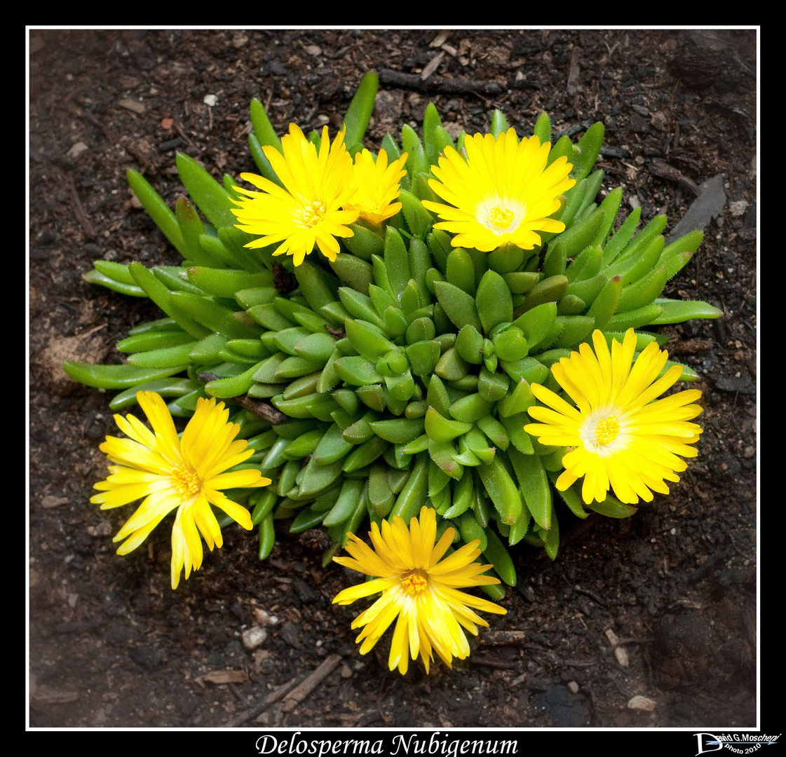 Delosperma Nubigenum