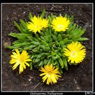 Delosperma Nubigenum