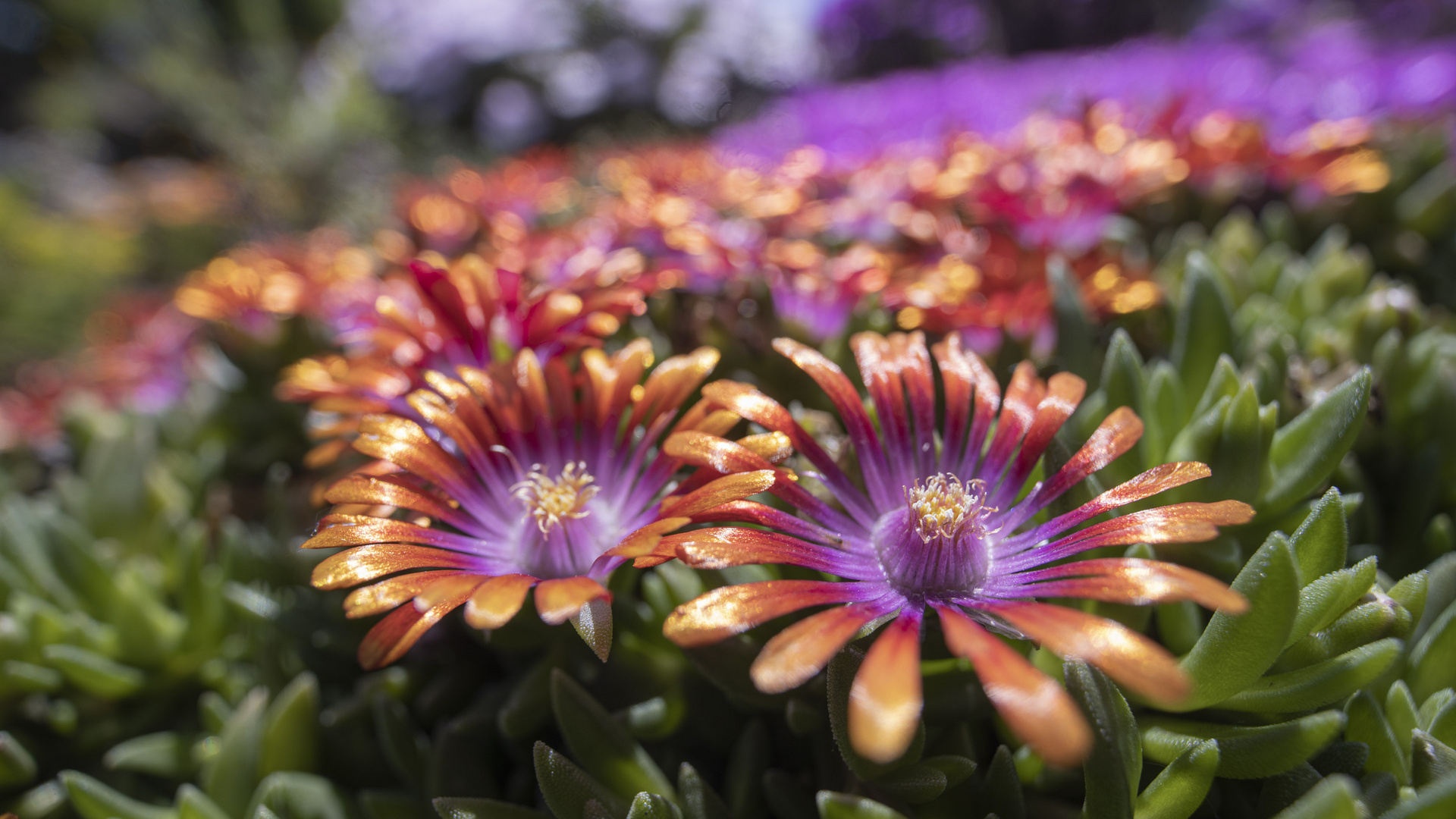 Delosperma Red Fire