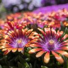 Delosperma Red Fire