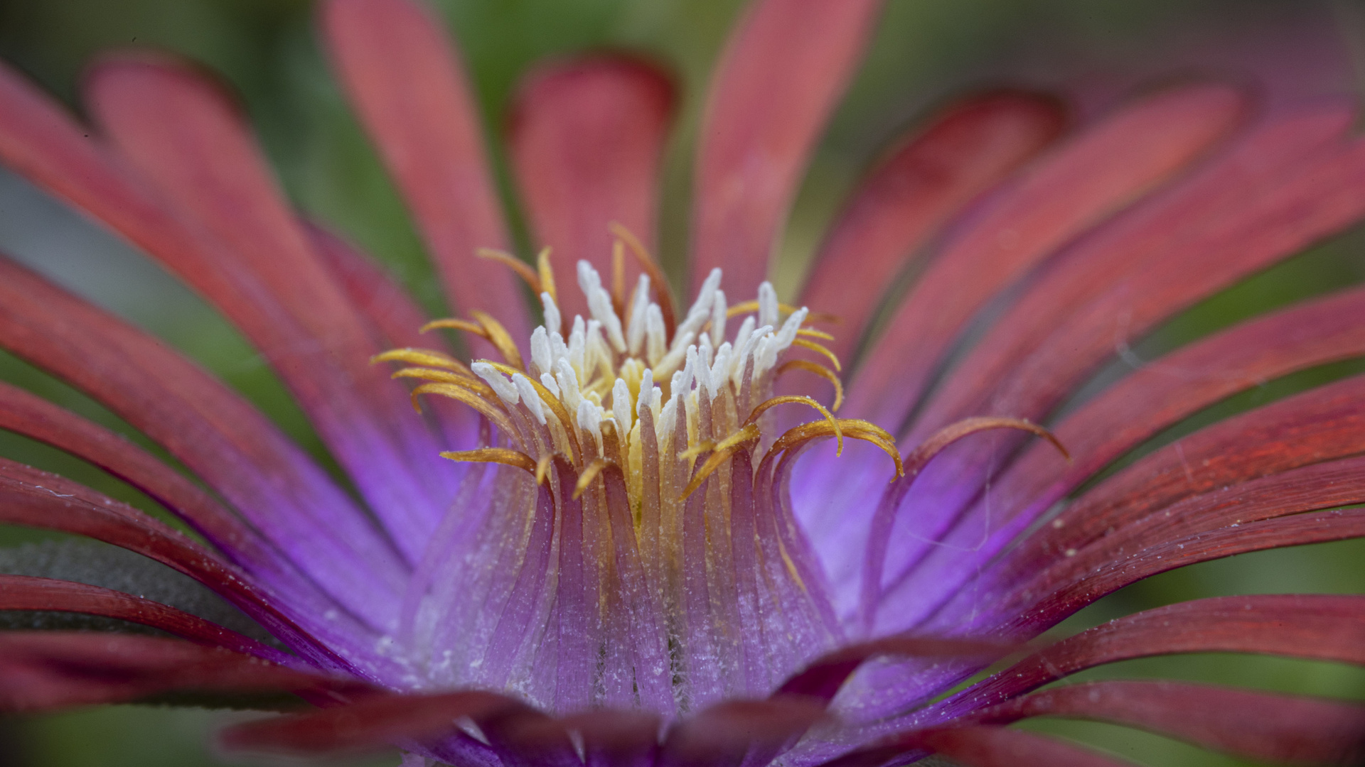 Delosperma Red Fire