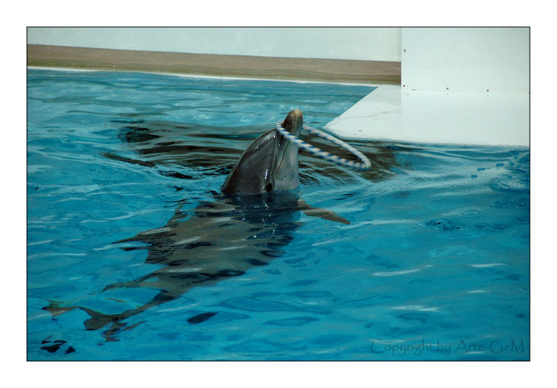 Delphin 1