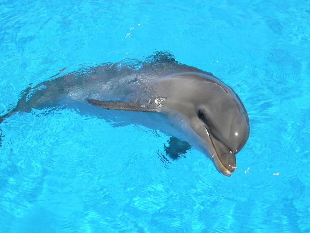 Delphin