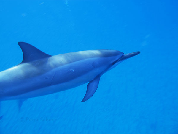 Delphin