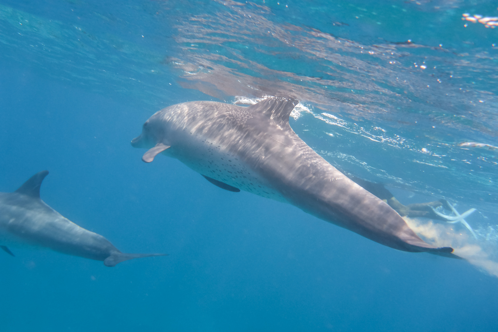 Delphin Foto & Bild | tiere, natur, delphin Bilder auf fotocommunity