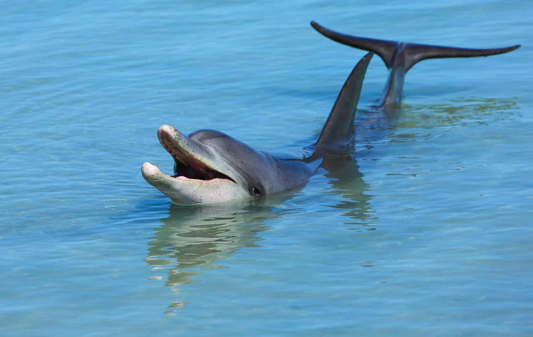 Delphin am beach von Monkey Mia