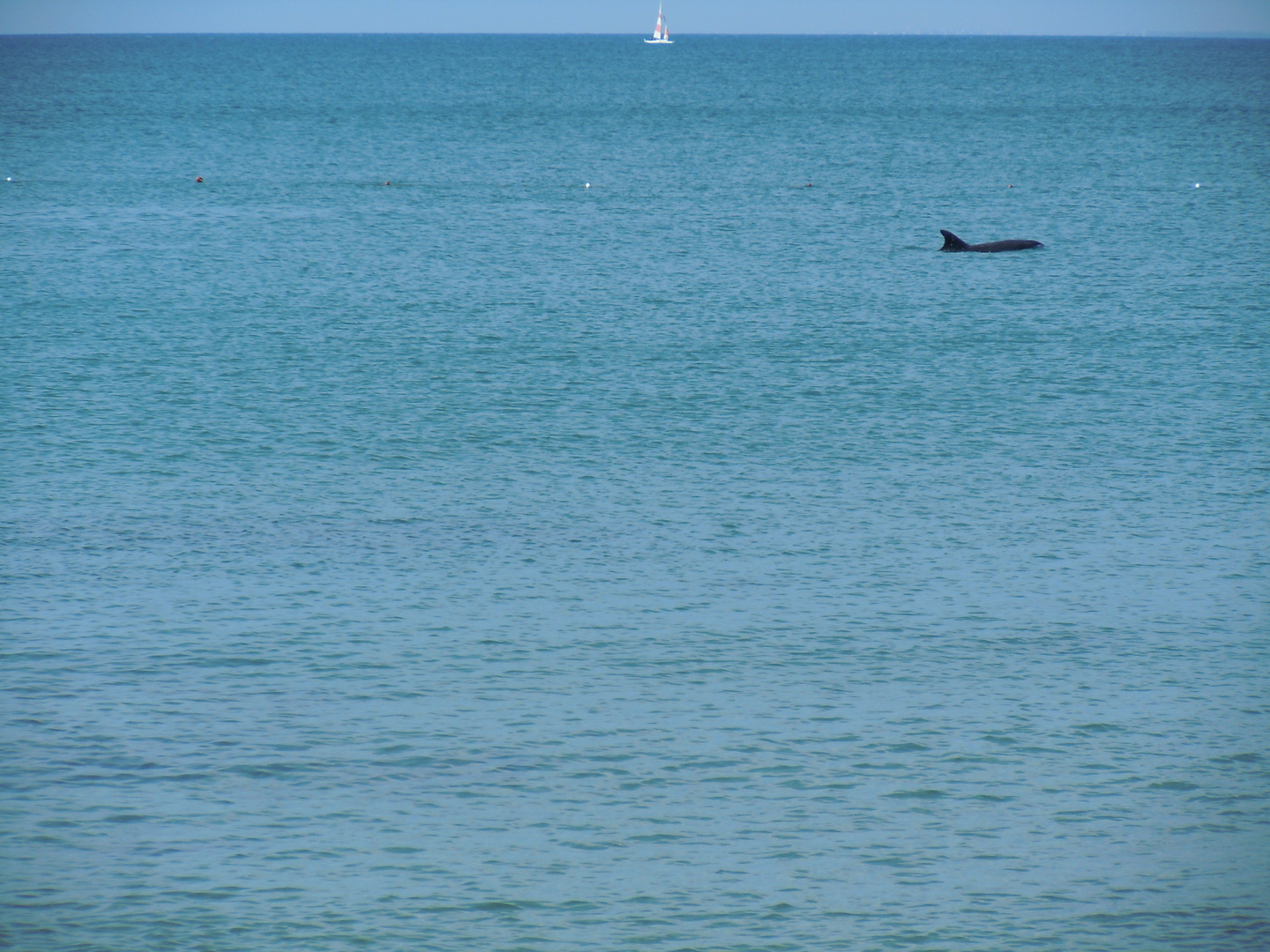 Delphin am Strand von Side