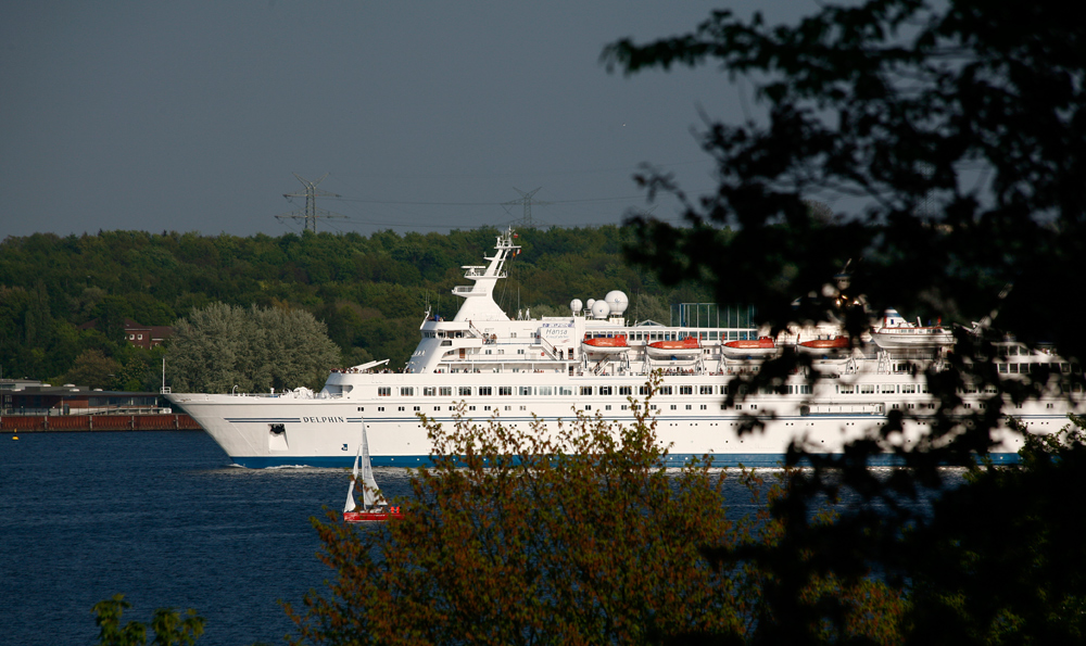 Delphin auf der Kieler Förde