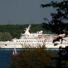 Delphin auf der Kieler Förde