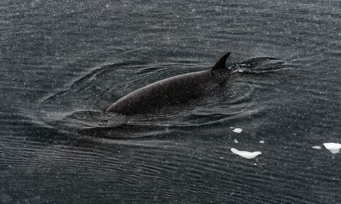 Delphin bei Schnee u. Regen. _6990-2