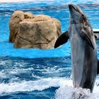 Delphin beim Tanzen