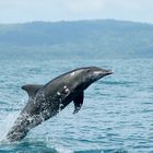 Delphin, Costa Rica