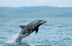 Delphin, Costa Rica