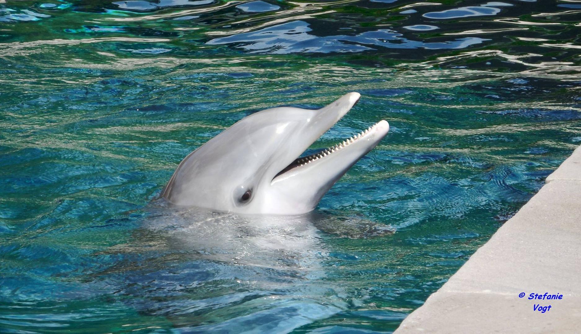 Delphin