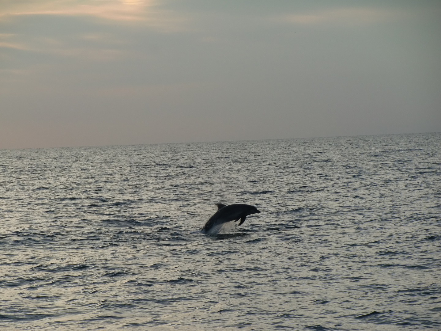 Delphin - dolphin