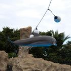 Delphin