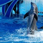 Delphin