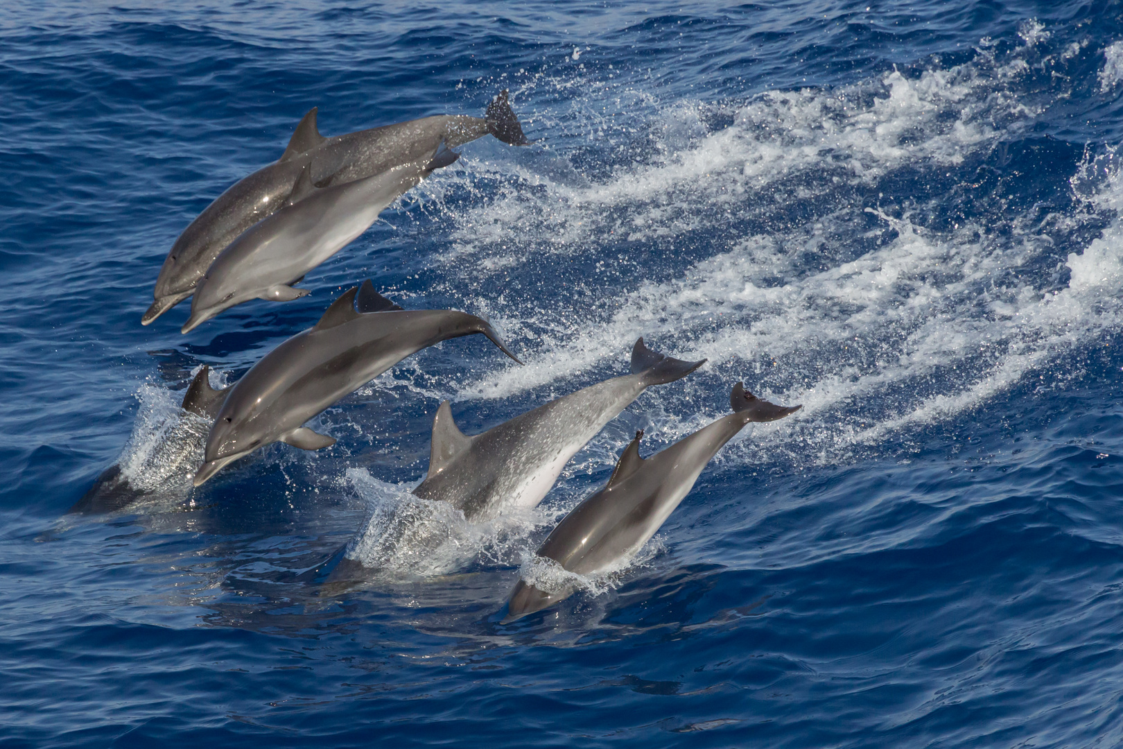 Delphin Familie (Wildlife)