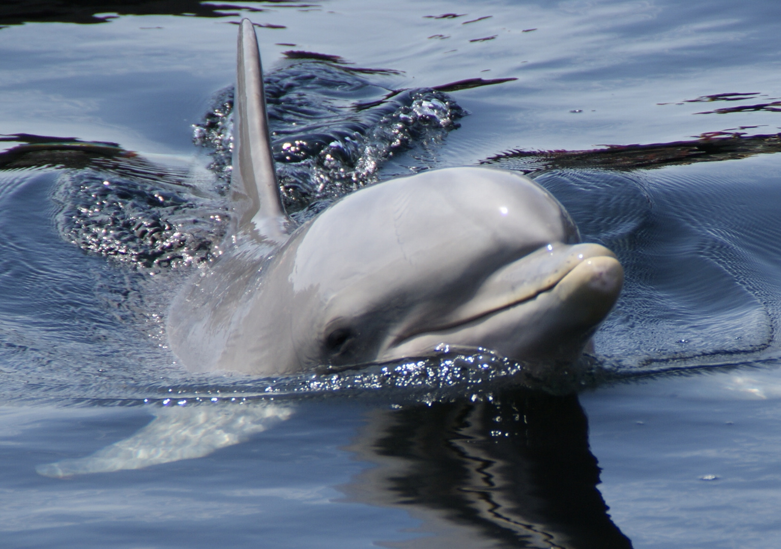 Delphin Foto & Bild | tiere, zoo, wildpark & falknerei, säugetiere
