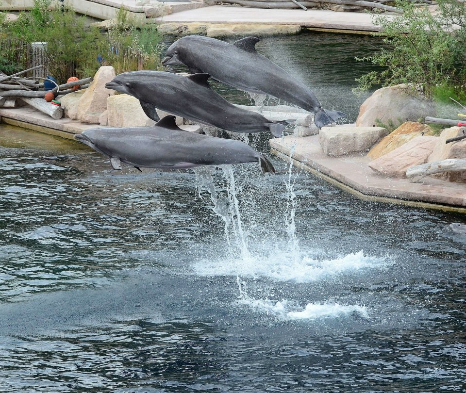 Delphin-Flugshow :-)