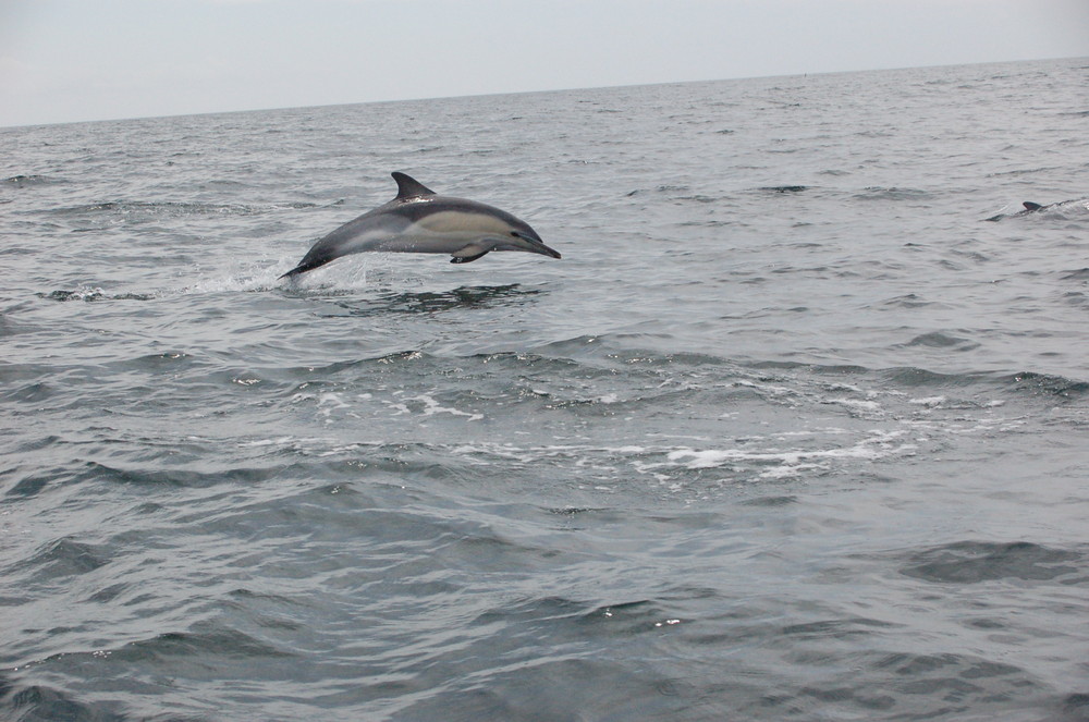 Delphin im Atlantik